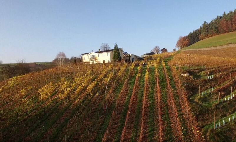 weingut-bisang